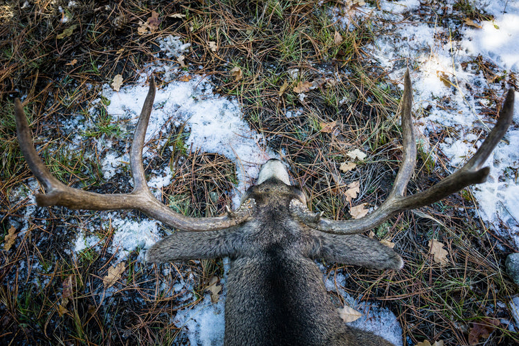 Q & A: How Do Deer Survive Harsh Winter Weather