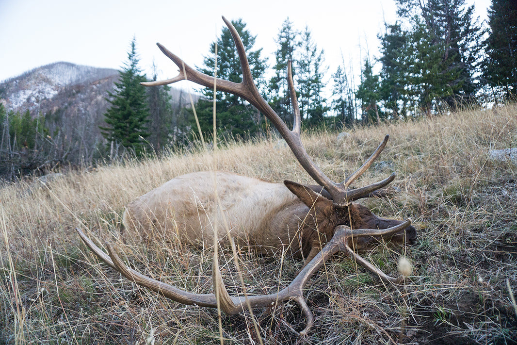 Montana Nonresident Hunting Opportunities Caribou Gear Outdoor